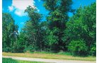 Property photo 2 - LAND AUCTION - 278.5+/- Acres Offered in 5 Tracts
